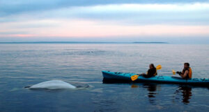 Beluga_Kayak021