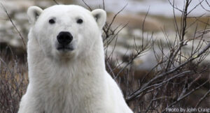 PolarBear_021