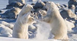 PolarBear_03