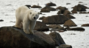 PolarBear_07