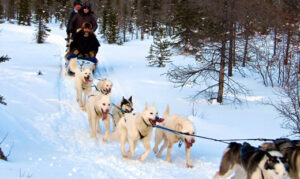 dogSled_04